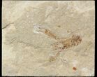 Fossil Lobster (Pseudostacus) - Lebanon #48520-1